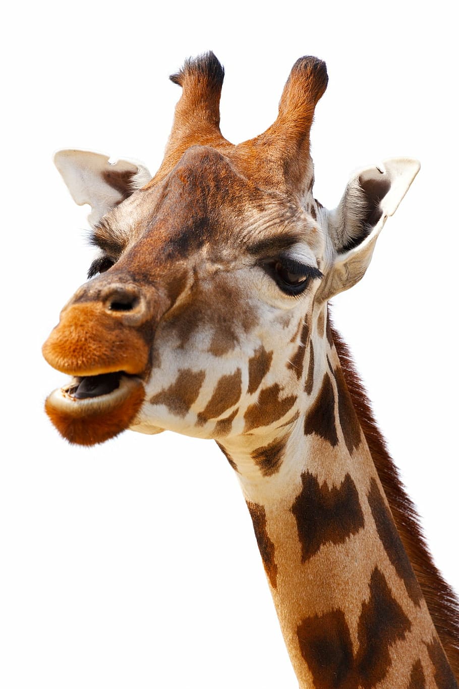 closeup, giraffe, africa, african, animal, big, brown, close-up, cute, ears