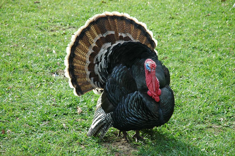 black, brown, turkey, surrounded, green, grass fields, farm, australia, feathers, poultry