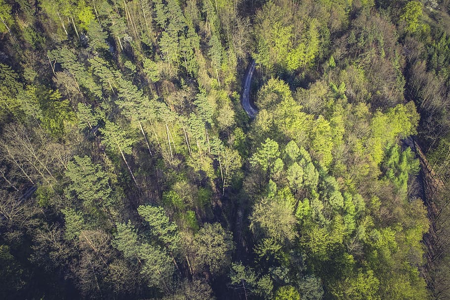 nature, forests, trees, leaves, branches, aerial, stream, river, green, tree