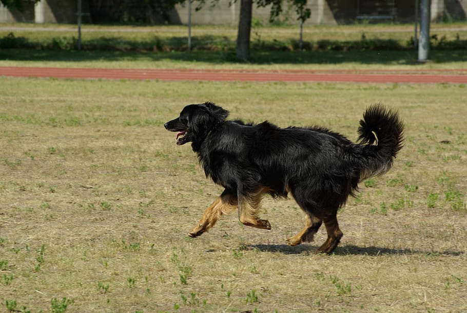 dog, hovawart, animal, competition, obedience, running, pets, animal themes, one animal, domestic