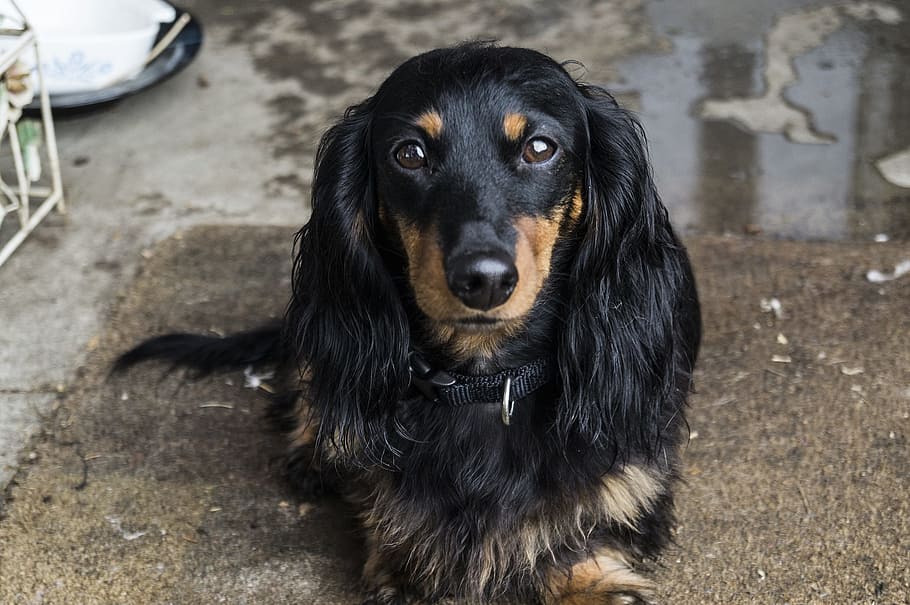 closeup, black, tan, long-coated dachshund, area mat, dog, dachshund, pet, animal, puppy