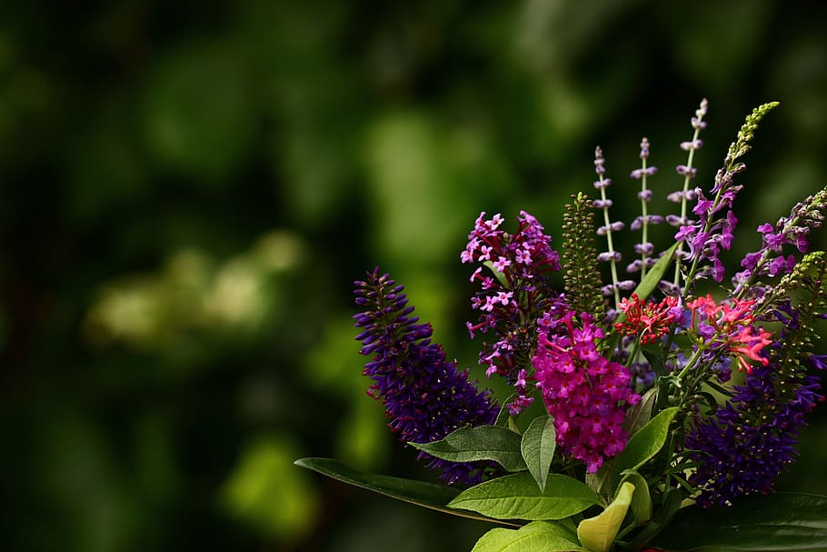 facebook, flowers, purple, green, message, greeting, blank, flowering plant, flower, plant
