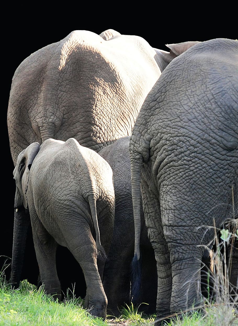 elephant, mammal, south africa, nature, pachyderm, animals, wild, ivory, fauna, huge