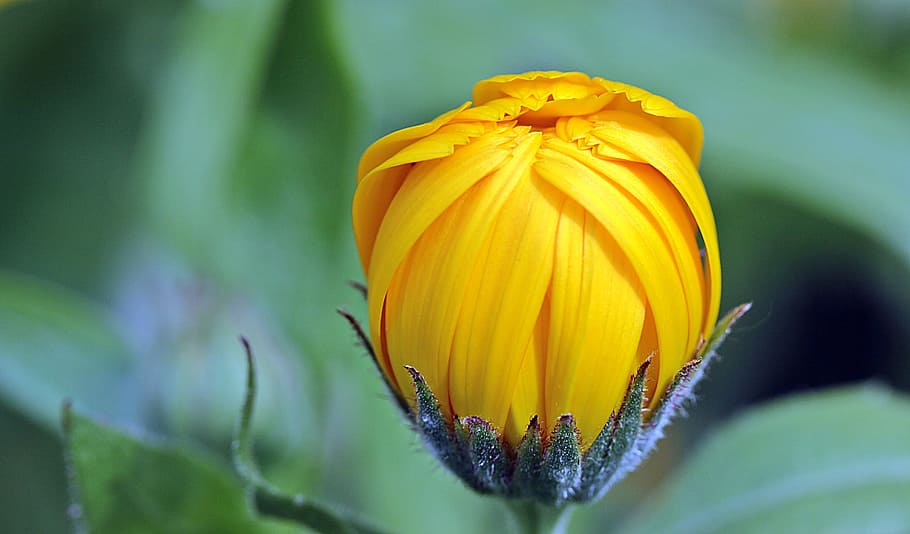 yellow, petaled flower, selective, focus photography, marigold, calendula, bud, open, gardening, naturopathy