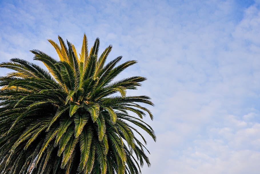 palmeira da praia, praia, palmeira, nublado, céu, nuvens, natureza, palmas, espaço para texto, árvore