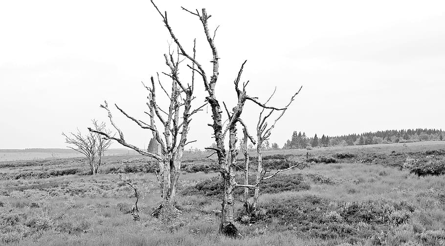 grayscale photo, bare, tree, Trees, High, Venn, Belgium, Germany, Moor, high venn