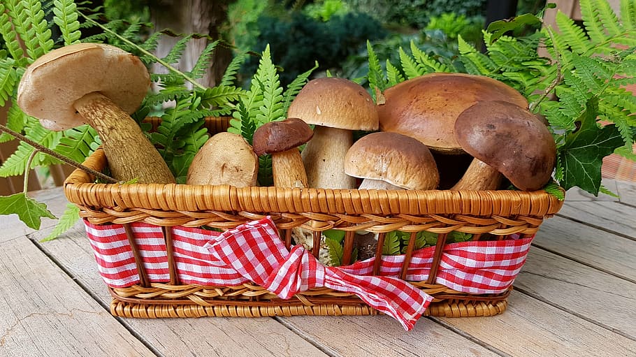 brown, mushrooms, wicker basket, food mushrooms, forest mushrooms, basket, birch mushroom, cep, chestnut mushroom, mushroom varieties