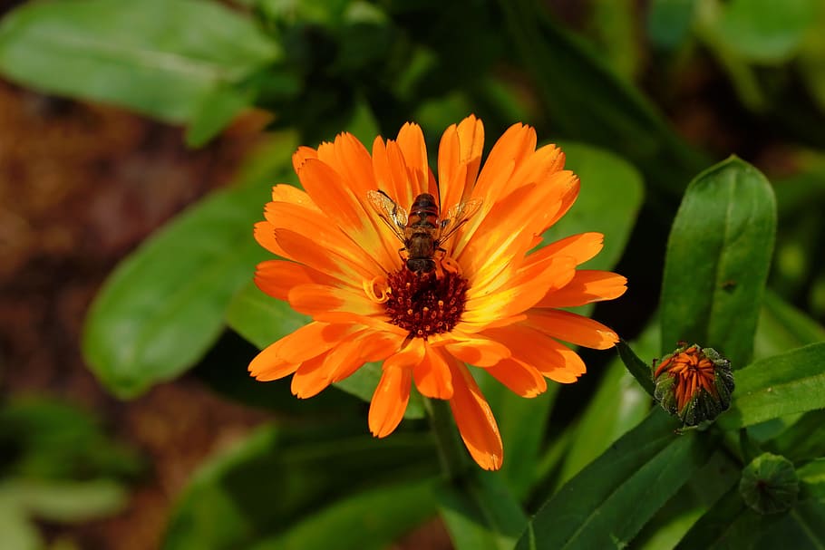 close, hoverfly, perched, orange, flower, blossom, bloom, tender, orange flower, plant