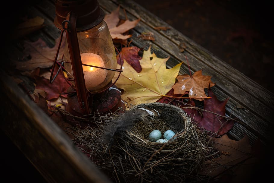 easter, bird nest, nature, bird, decoration, eggs, season, wood, leaves, seasonal