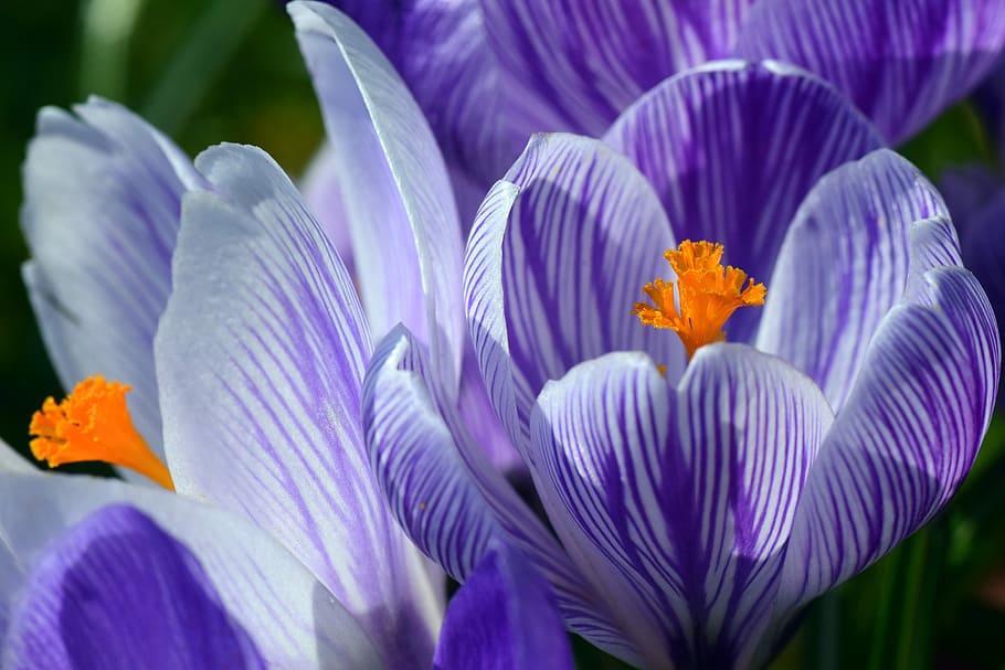 close-up, purple, crocus flowers, crocus, spring, stripes, bright, blossom, bloom, flower