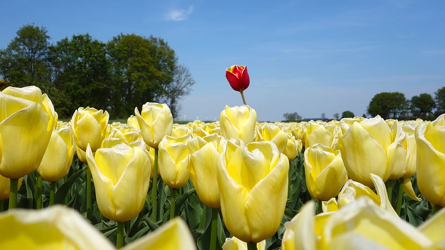 튤립, 전구, 봄, 네덜란드, 튤립 필드, 꽃, 식물, 네덜란드 풍경, 노랑, 외로움