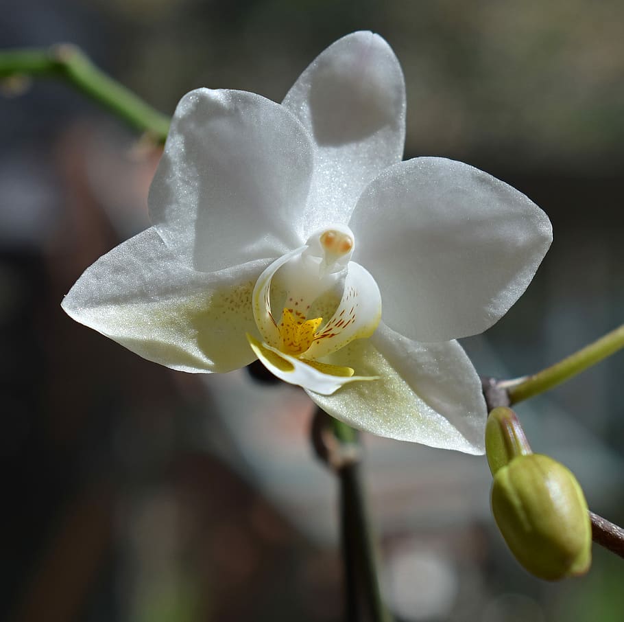 phalaenopsis híbrido, híbrido, Phalaenopsis, orquídea, amarillo, blanco, maceta, planta, tropical, flor