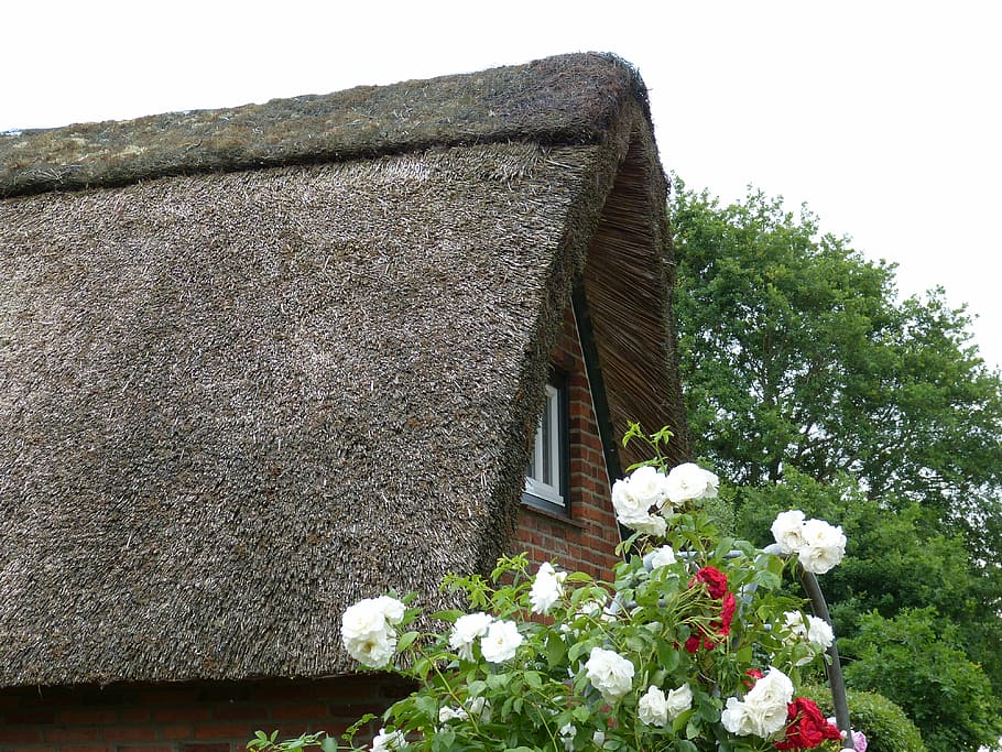 home, roof, reed, building, thatched roof, village, facade, mecklenburg, holstein, flowers