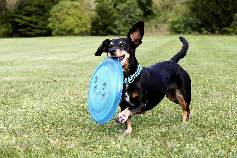 short-coated, black, dog, biting, freesbie, dachshund, frisbee, running dog, pet, meadow