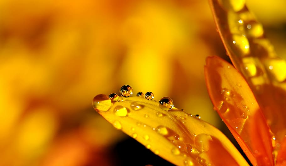 macro photography, yellow, daisy flower, water droplets, drip, drop of water, raindrop, mirroring, blossom, bloom