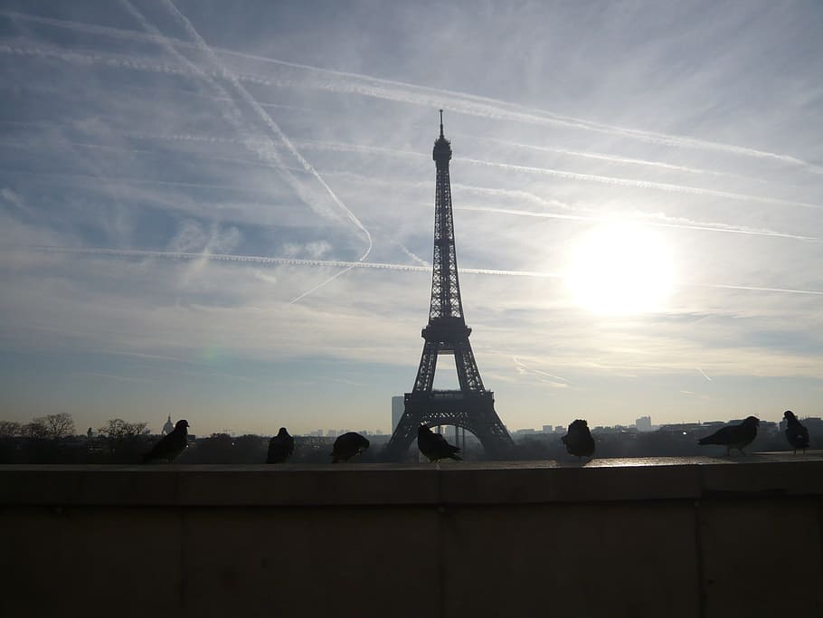 París, Torre Eiffel, caminar, palomas, amanecer, mañana, ciudad, cielo, histórico, edificio