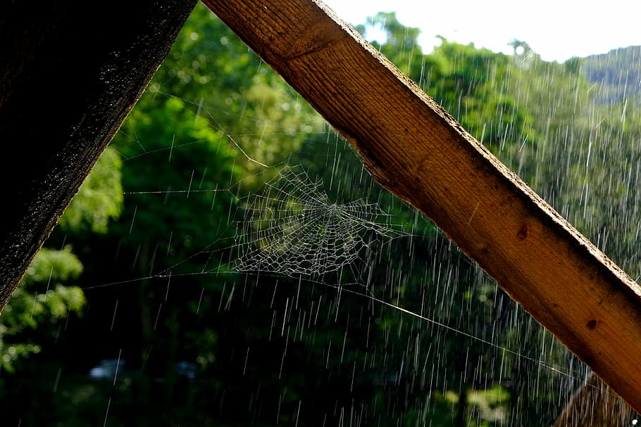 クモの巣, ネットワーク, クモ, 自然, ケース, 緊張したネットワーク, 閉じる, 水玉のあるクモの巣, 水滴, lichtspiel