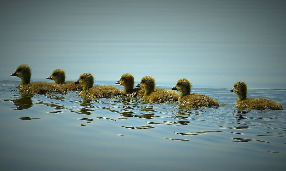 nature, birds, young wild geese, water bird, water, animals in the wild, animal wildlife, group of animals, animal themes, animal