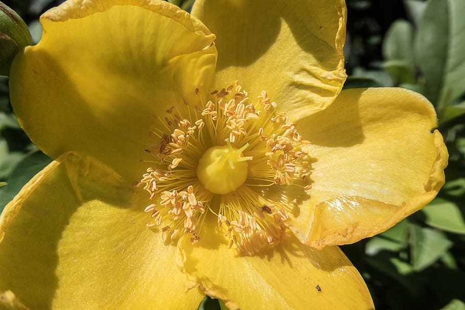 Flower, Yellow, Stamens, Pollen, Garden, bee, spring, plant, background, honey