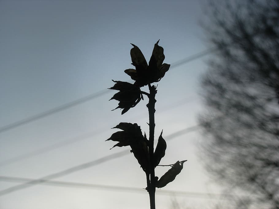 foto de silueta, inferior, silueta, flor, durante el día, oscuro, sombra, pájaro, vista de ángulo bajo, ninguna gente