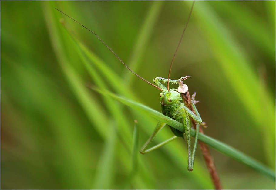 grasshopper, insect, close, nature, green, viridissima, macro, tettigonia viridissima, animal, macro photography