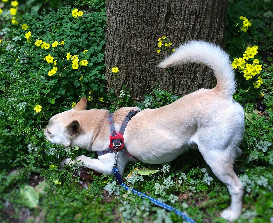 mix, dog, odor, aroma, field flowers, based on stray dogs, hybrid, medium-sized, beige, white