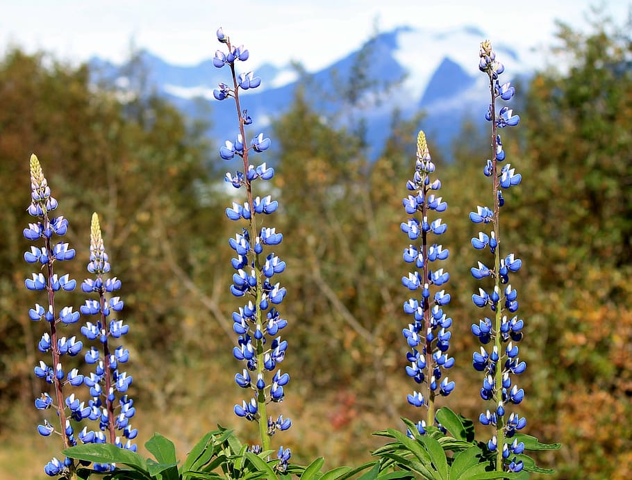 primer plano, fotografía, azul, agrupado, flores, mendenhall, púrpura, alaska, al aire libre, junio