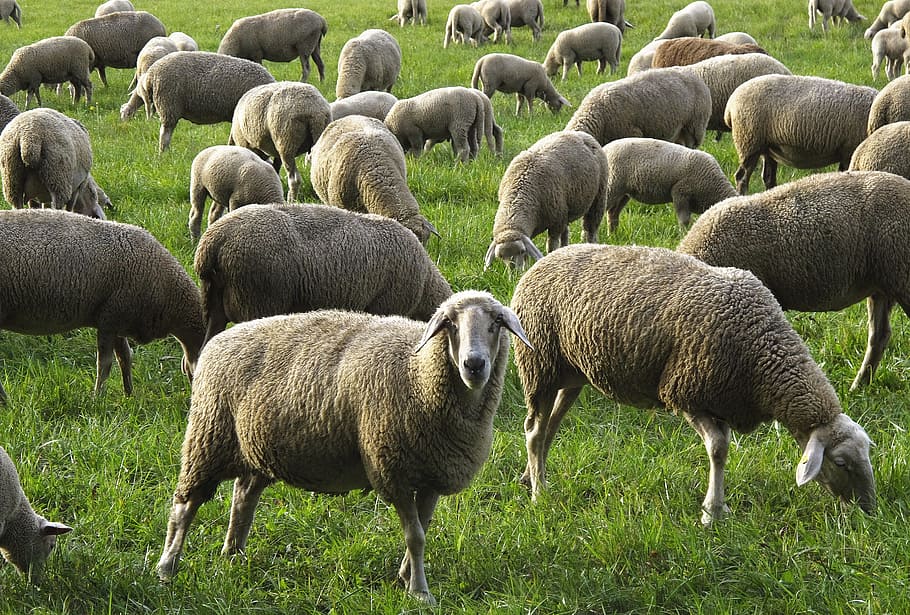 sheep, flock, flock of sheep, domestic sheep, animals, meadow, back light, fur, sheepskin, lawn mower