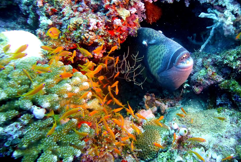 black, surface, inside, corals, Fish, Trigger, Triggerfish, Underwater, sea, ocean