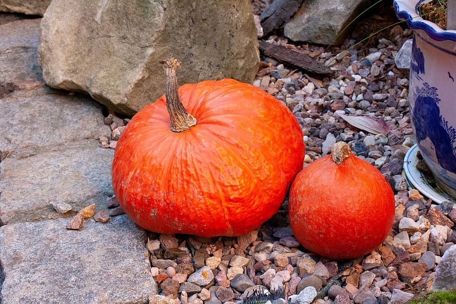 pumpkin, autumn, halloween, vegetables, orange, october, in the fall of, harvest, holiday, season