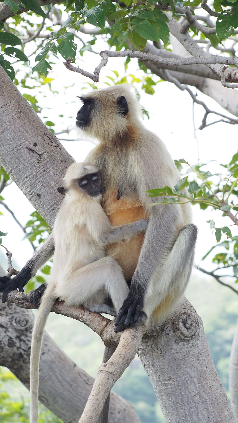 Mãe, Macaco bebê, macaco, mãe macaco, animais selvagens, animal, cauda longa, animais em estado selvagem, árvore, temas de animais
