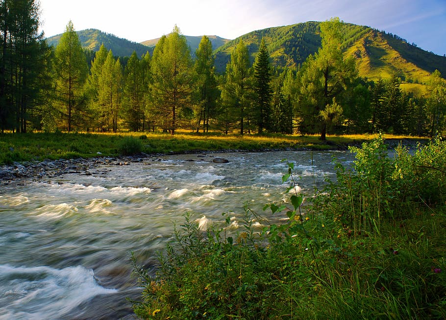 landscape photography, trees, body, water, daytime, river, evening, mountain altai, landscape, mountains
