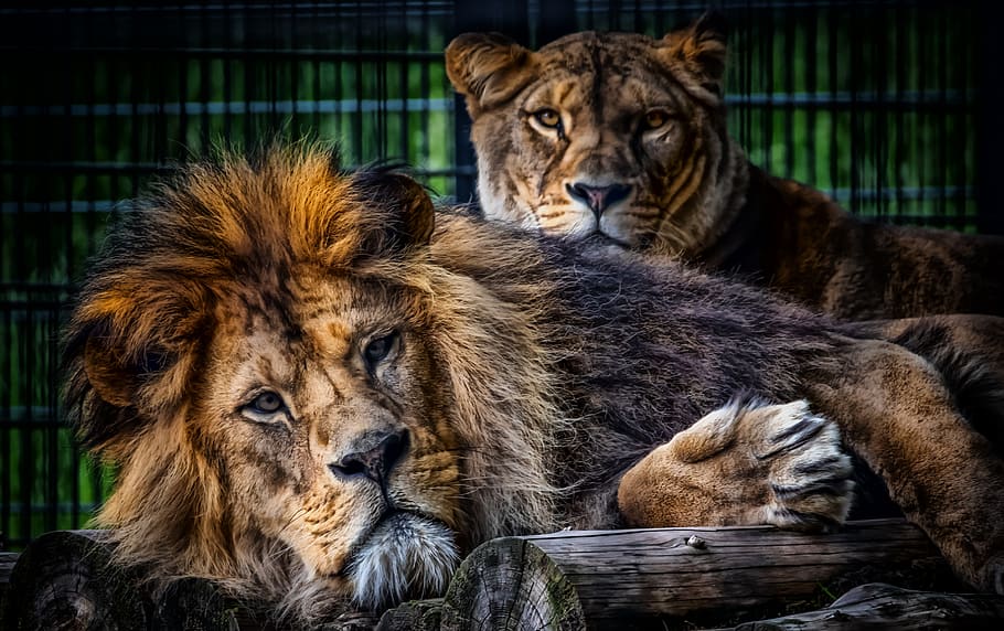 lion, pair, lioness, predator, together, africa, animal world, big cat, lion females, mammal