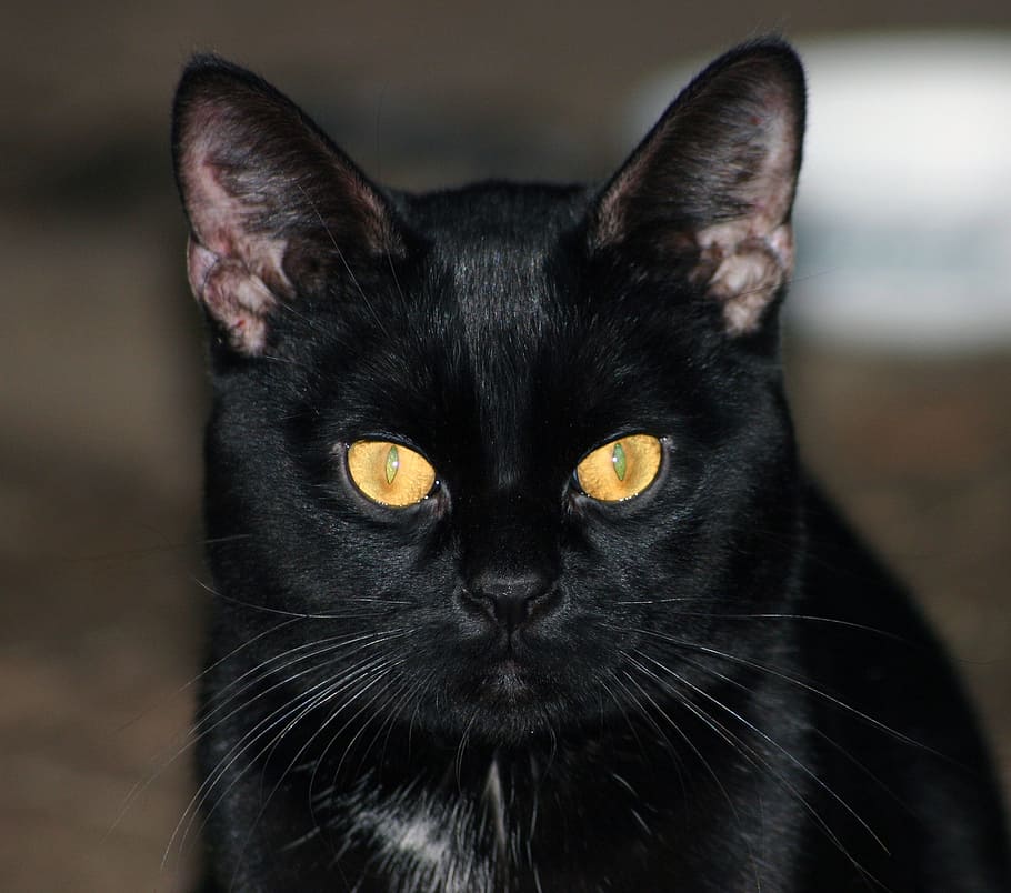 kucing hitam, kucing, hitam, hewan, domestik, hewan peliharaan, crature, mata, kuning, telinga