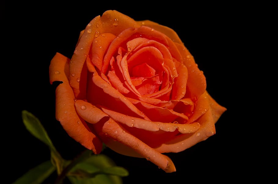 rosa, flower, nature, romance, bloom, light, beauty, color, close, romantic