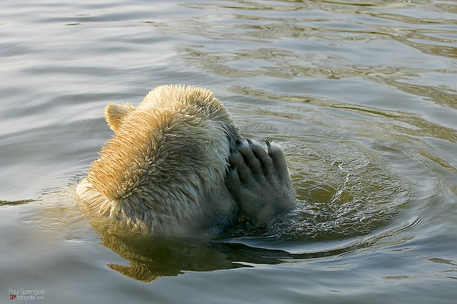 Polar Bear, Zoo, bear, one animal, animals in the wild, water, animal wildlife, swimming, animal themes, animal