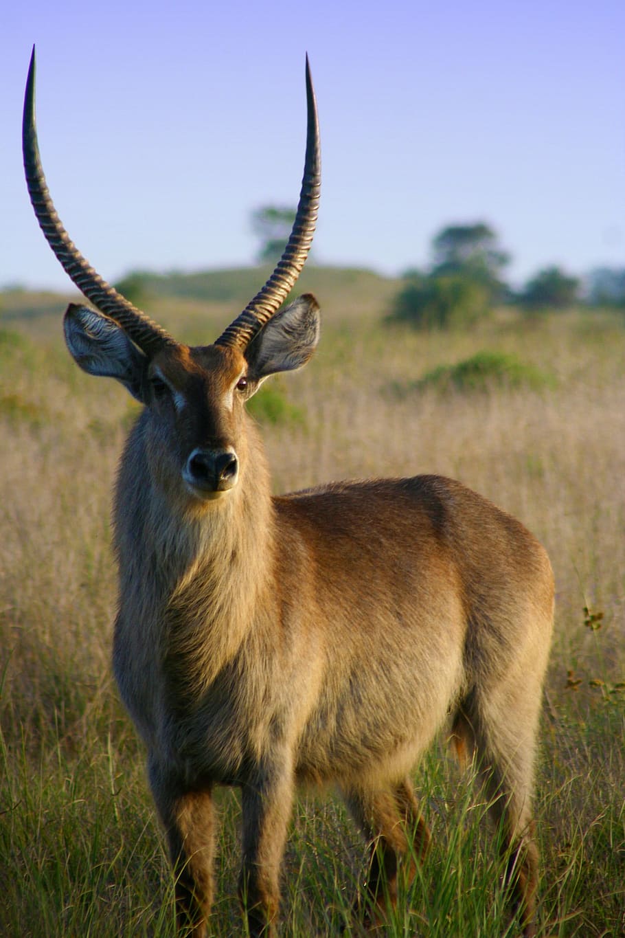 impala antelope, wild, Beautiful, Impala, Antelope, in the wild, animal, beautiful impala, deer, photos