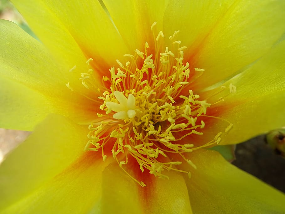 cactus, flor, bloom, flor de cactus, África, planta, amarillo, naranja, rojo, verde