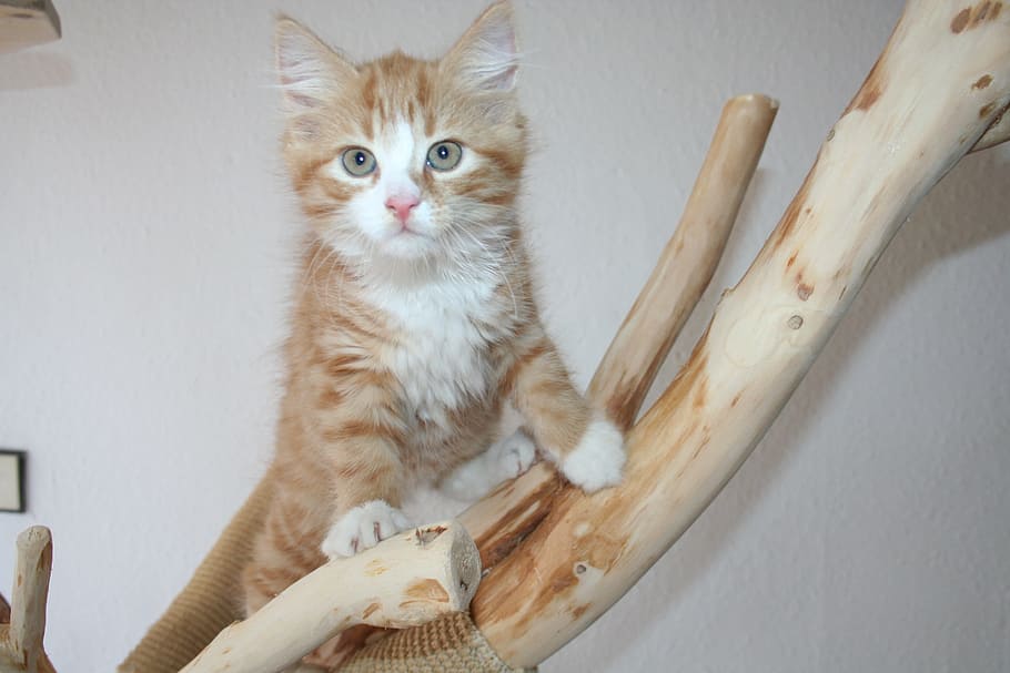 kucing betina, kucing, kayu apung, coon utama, maincoon, anak kucing, bayi kucing, merah, kucing domestik, kucing muda
