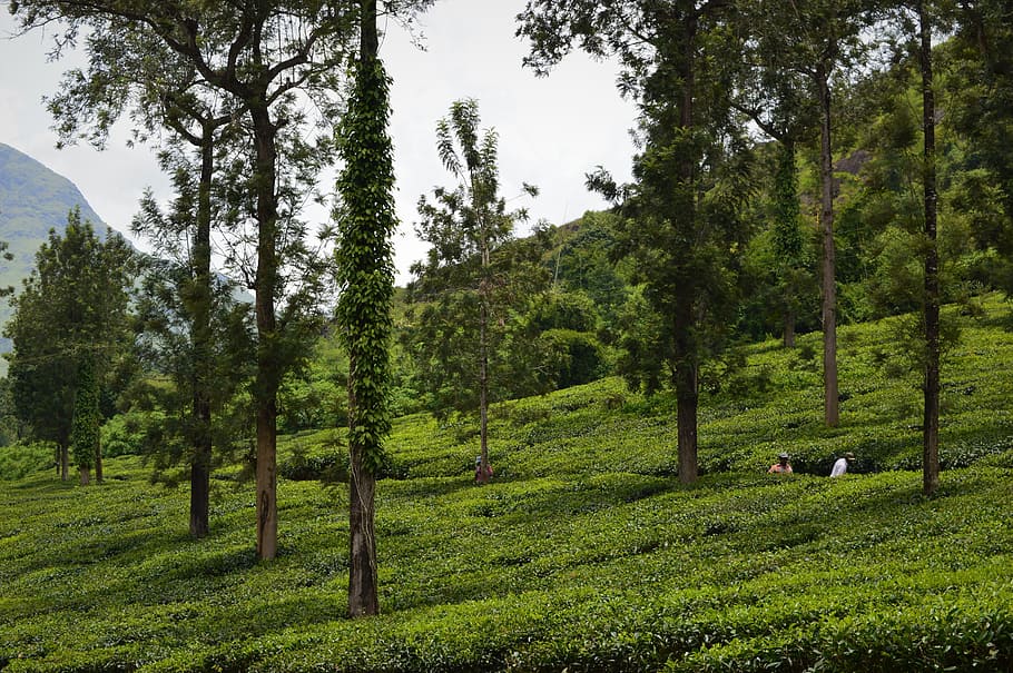 tea plantation, agriculture, nature, india, tree, plant, green color, land, beauty in nature, growth