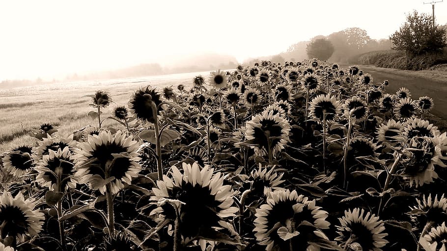 Sunflower, Question, Sw, black and white photo, black and white, agriculture, flower, nature, rural scene, field