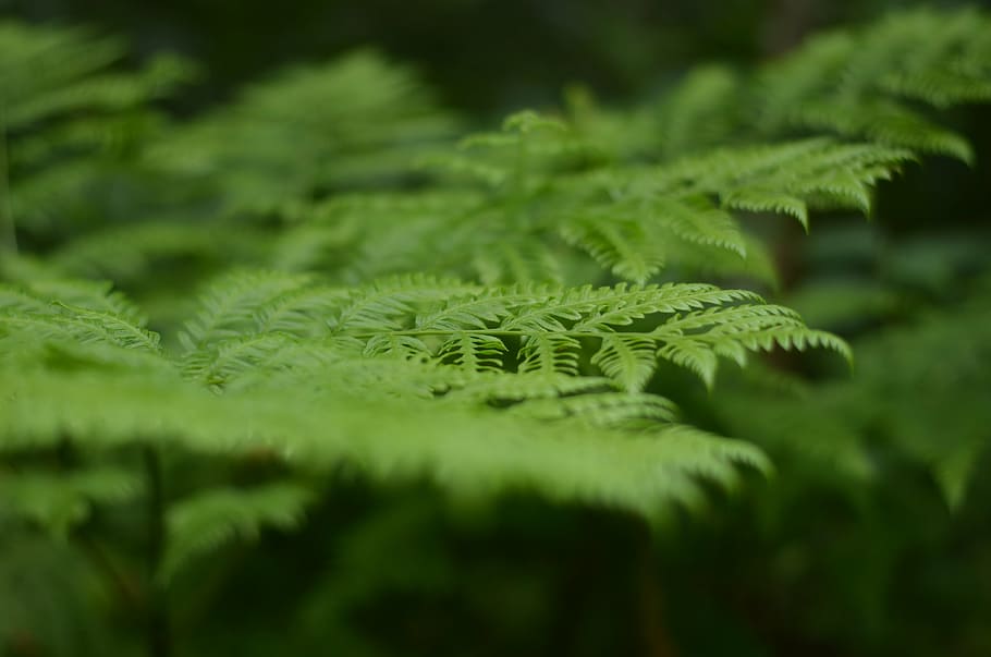 selective, focus photo, green, leafed, plants, fern, plant, close, trees, leaves