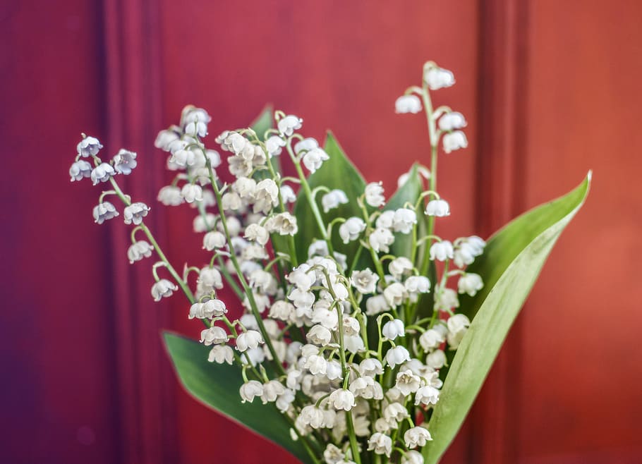 Lily Of The Valley, Flower, Pot, flower, pot, sunlight, green, white, floral, blossom, lily-of-the-valley
