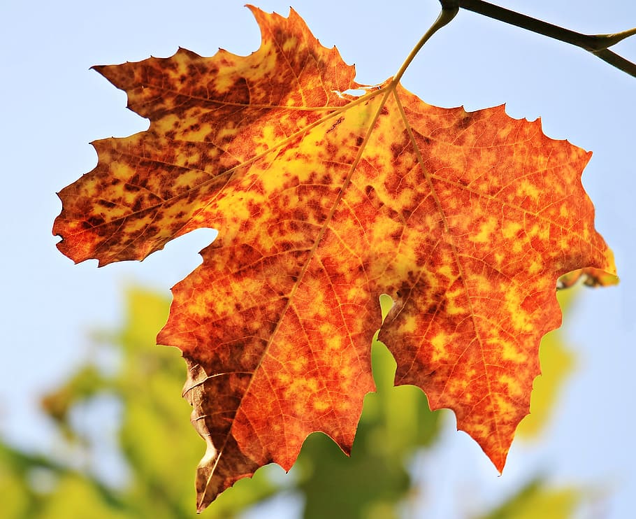 brown, yellow, maple leaf, autumn, autumn leaf, leaves, foliage leaf, leaf, fall color, nature