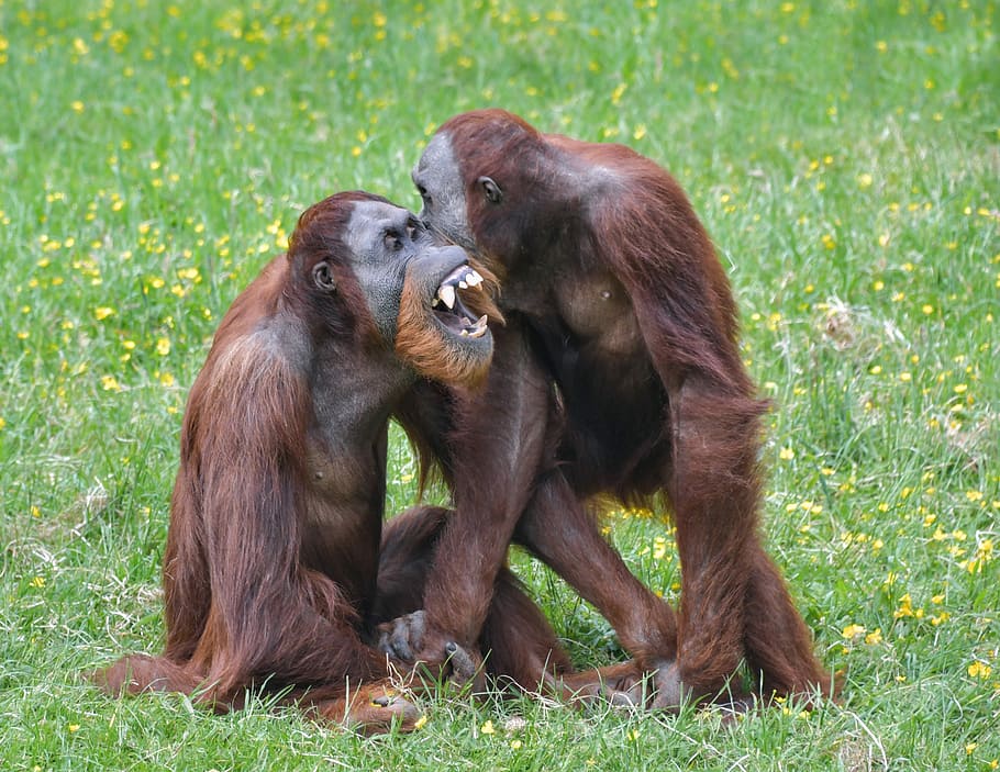 orangután, mono, roux, dos, jugar, primate, pongo, hierba, animal, peludo