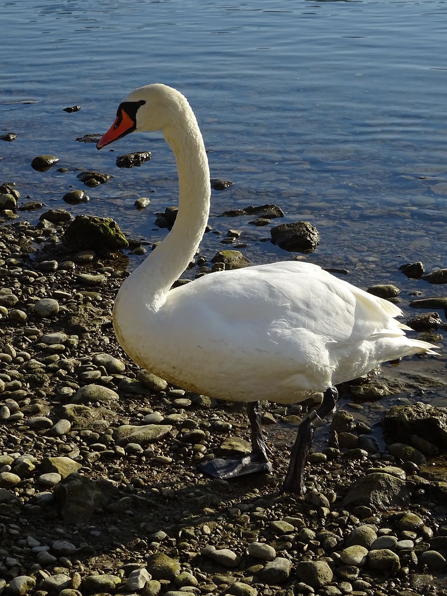 Swan, Nature, River, Swans, Bird, Lake, animal, animal world, white, gooseneck