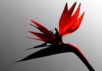 Fotos flores de ave del paraíso libres de regalías | Pxfuel