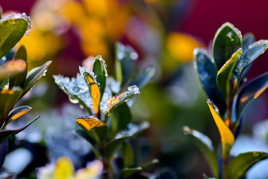 frost, winter, plant, nature, trees, frozen, close up, macro, icy, zing temperatures