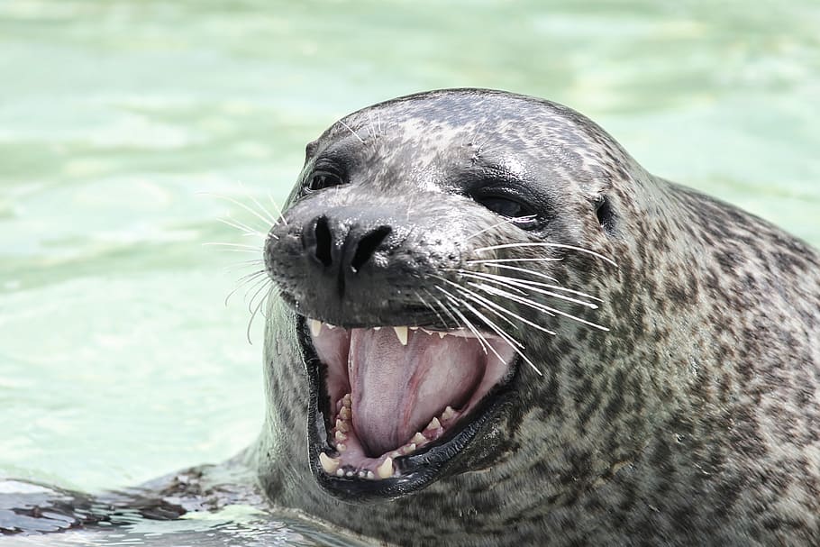 seal, robbe, snout, foot, tooth, open, moustache, whiskers, north sea, swim