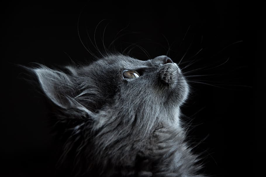 gris, gato, mirando, curioso, mascota, felino, negro, fondo, fondos de pantalla, Animal